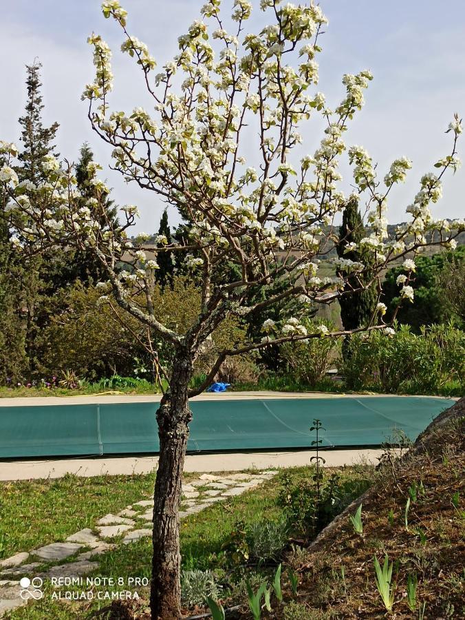 Le Rocher Au Thym Limoux Extérieur photo